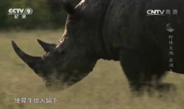 犀牛视频,探索视觉盛宴的全新维度