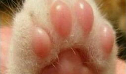 猫爪视频,揭秘猫咪日常生活的趣味瞬间