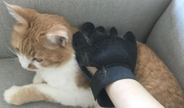 猫爪视频,揭秘猫咪日常生活的趣味瞬间