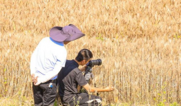 割麦子视频,汗水与收获的交响曲