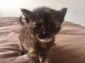 猫的视频,跟随猫咪视频，领略萌态百出