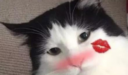 小猫咪可爱视频,小猫咪可爱视频集锦