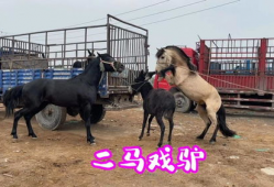 马和马交配视频,一场跨越种族的浪漫邂逅